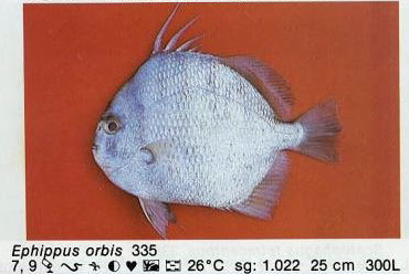 Ephippus orbis